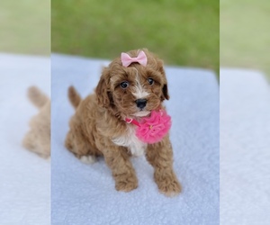 Cavapoo Puppy for sale in FROSTPROOF, FL, USA