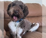 Small Photo #1 Poodle (Standard) Puppy For Sale in DAYTON, ID, USA