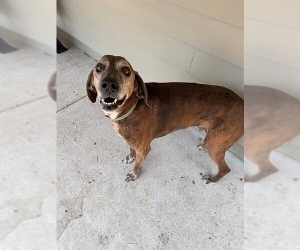 Medium Photo #2 Plott Hound Puppy For Sale in South Lake Tahoe, CA, USA