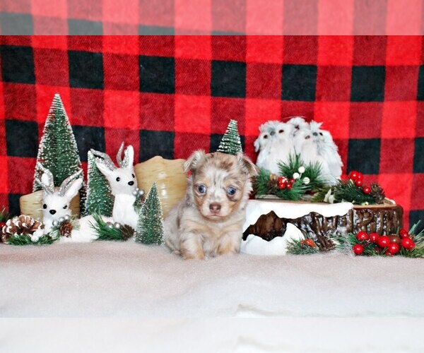 Medium Photo #23 Chihuahua Puppy For Sale in CHARLESTON, AR, USA