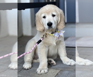 English Cream Golden Retriever Litter for sale in BUSHNELL, FL, USA