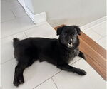 Small #1 Mutt
