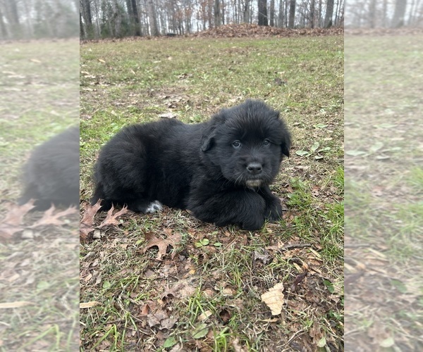 Medium Photo #3 Newfoundland-Samoyed Mix Puppy For Sale in ODENTON, MD, USA