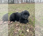 Small #2 Newfoundland-Samoyed Mix