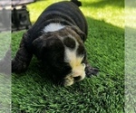 Small Photo #9 Bulldog Puppy For Sale in STOCKBRIDGE, GA, USA