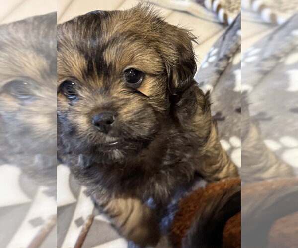 Medium Photo #1 Pin-Tzu Puppy For Sale in Mundelein, IL, USA