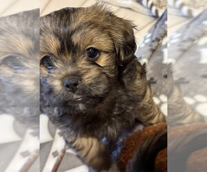Pin-Tzu Dogs for adoption in Mundelein, IL, USA