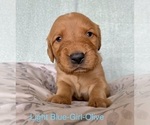 Puppy Olive Lt Blue Golden Retriever