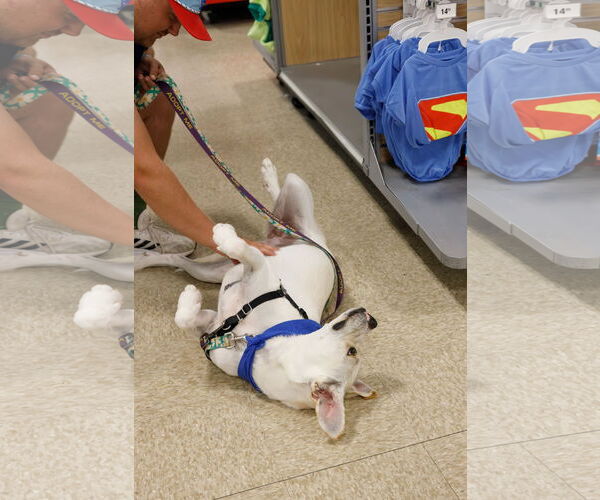 Medium Photo #13 Boxador Puppy For Sale in Princeton, MN, USA