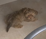 Small Photo #19 Shorkie Tzu Puppy For Sale in EDMOND, OK, USA