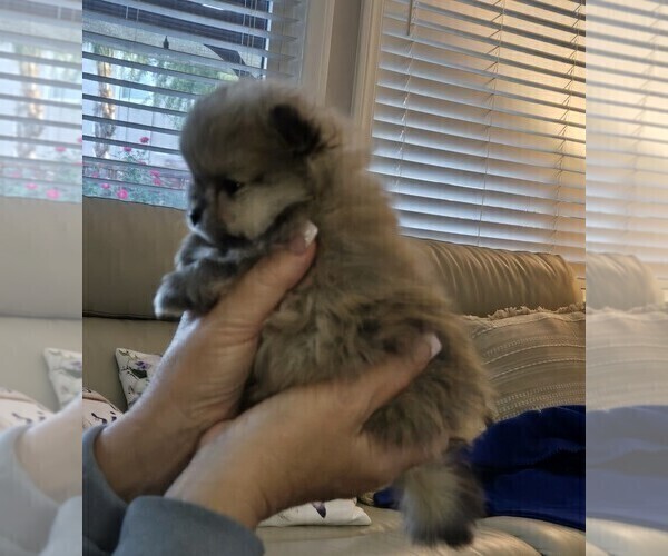 Medium Photo #3 Pomeranian Puppy For Sale in MENIFEE, CA, USA