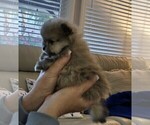 Small Photo #3 Pomeranian Puppy For Sale in MENIFEE, CA, USA