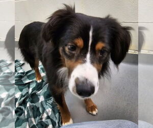 Australian Shepherd Dogs for adoption in Olalla, WA, USA