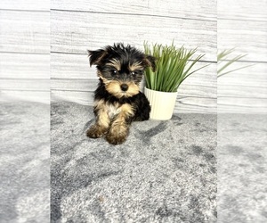 Yorkshire Terrier Puppy for sale in INDIANAPOLIS, IN, USA