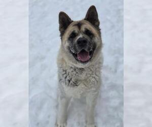 Akita Dogs for adoption in London, Ontario, Canada