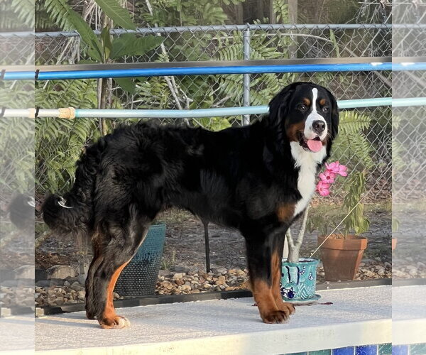 Medium Photo #1 Bernese Mountain Dog Puppy For Sale in Valrico, FL, USA