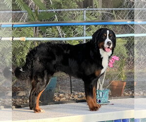 Bernese Mountain Dog Dogs for adoption in Valrico, FL, USA