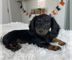 Dachshund Puppy for sale in INDIANAPOLIS, IN, USA