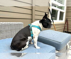 French Bulldog Dogs for adoption in Arlington, WA, USA