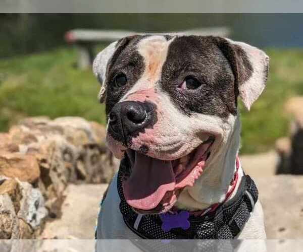 Medium Photo #1 American Bulldog-Unknown Mix Puppy For Sale in Anniston, AL, USA