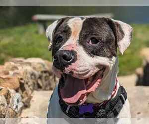 American Bulldog-Unknown Mix Dogs for adoption in Anniston, AL, USA