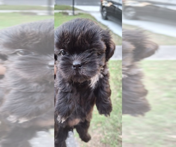 Medium Photo #6 Shih Tzu Puppy For Sale in LAKELAND, FL, USA