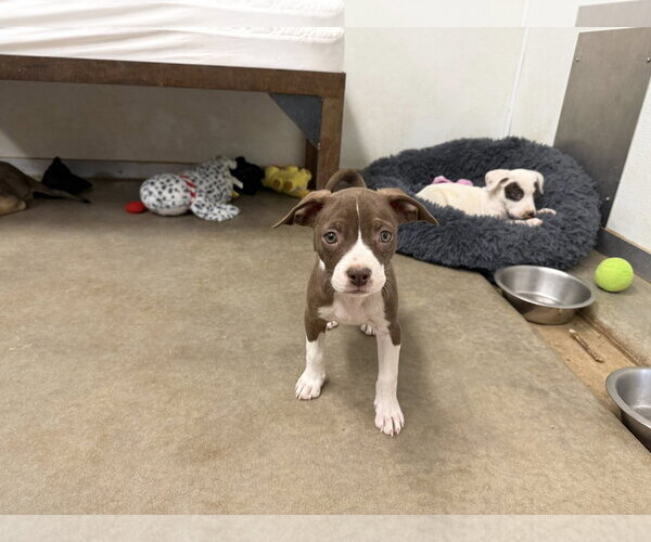 Medium Photo #2 Pug-Staffordshire Bull Terrier Mix Puppy For Sale in Cave Creek, AZ, USA