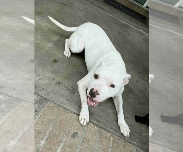 Medium Photo #2 American Pit Bull Terrier-Unknown Mix Puppy For Sale in Brewster, NY, USA