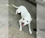 Small #1 American Pit Bull Terrier Mix