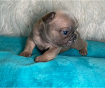 Small #3 French Bulldog