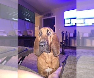 Mother of the Bloodhound puppies born on 05/30/2025