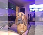 Small Photo #1 Bloodhound Puppy For Sale in FOLSOM, LA, USA