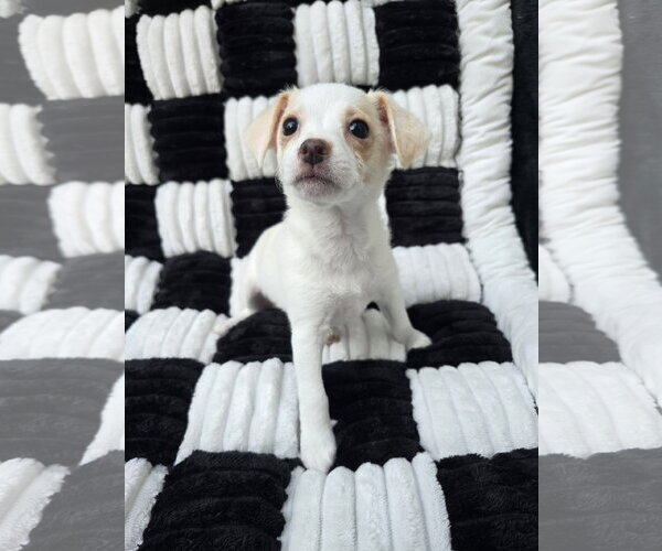 Medium Photo #1 Chihuahua-Unknown Mix Puppy For Sale in San Francisco, CA, USA