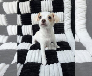 Chihuahua-Unknown Mix Dogs for adoption in San Francisco, CA, USA