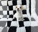 Opal - Female Chihuahua-Unknown Mix Dog for Adoption - Small photo