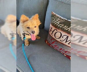 Pomeranian-Unknown Mix Dogs for adoption in Tampa, FL, USA
