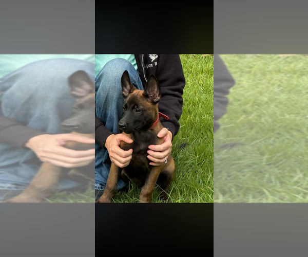 Medium Photo #1 Belgian Malinois Puppy For Sale in AIKEN, SC, USA