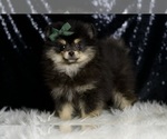 Small #2 Pomeranian