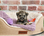 Small #1 Schnauzer (Miniature)