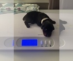 Small #5 Doberman Pinscher