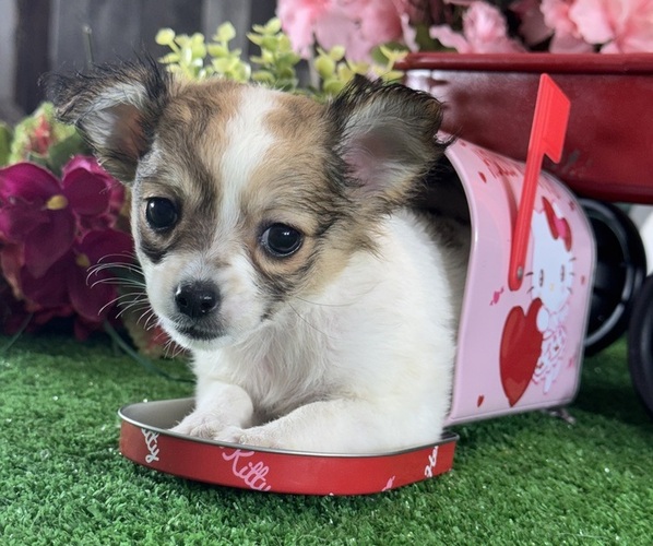 Medium Photo #2 Chihuahua Puppy For Sale in CANOGA, NY, USA