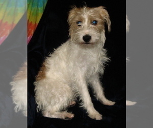 Father of the Parson Russell Terrier puppies born on 12/06/2021