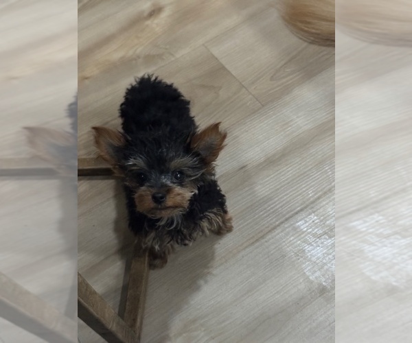 Medium Photo #3 Yorkshire Terrier Puppy For Sale in STUART, FL, USA