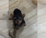 Small #2 Yorkshire Terrier