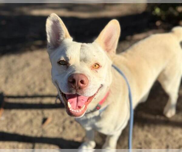 Medium Photo #3 Mutt Puppy For Sale in Martinez, CA, USA