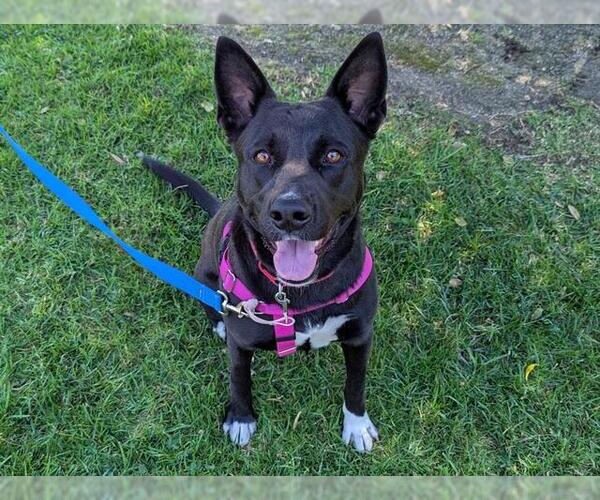 Medium Photo #1 German Shepherd Dog-Unknown Mix Puppy For Sale in San Clemente, CA, USA