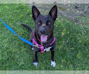 German Shepherd Dog-Unknown Mix Dogs for adoption in San Clemente, CA, USA