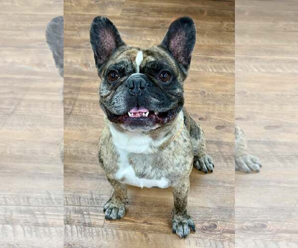 Medium Photo #1 French Bulloxer Puppy For Sale in Cranford, NJ, USA