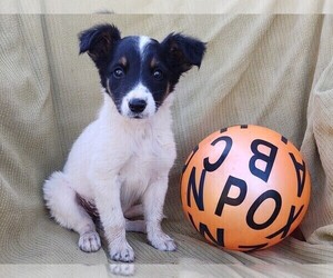 Border Collie-English Shepherd Mix Puppy for sale in FREDERICKSBRG, PA, USA