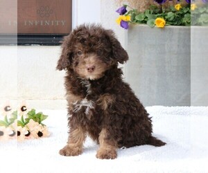 Bernedoodle Puppy for Sale in NARVON, Pennsylvania USA
